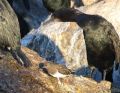 Black Turnstone